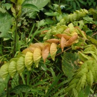 Flemingia strobilifera (L.) W.T.Aiton